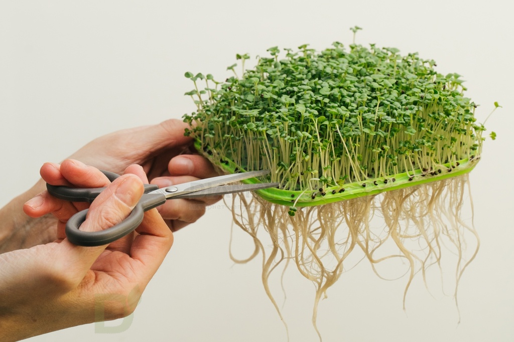 Проращиватель Здоровья клад универсальный крафт